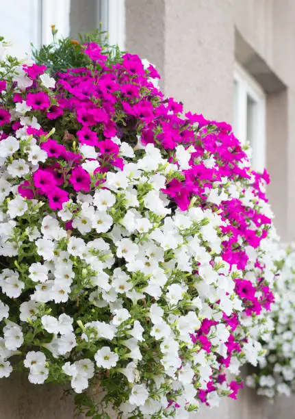 Wall mounted hanging baskets with trailing vibrant white and pink surfinia flowers