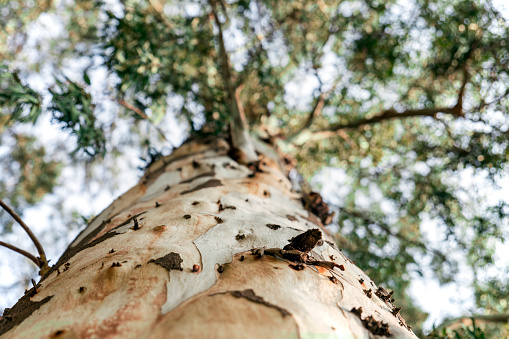 This is a nice Eucalyptus Tree trunk with bokeh.