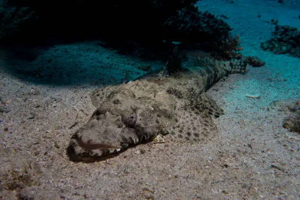 Photo of crocodile fish in the red sea