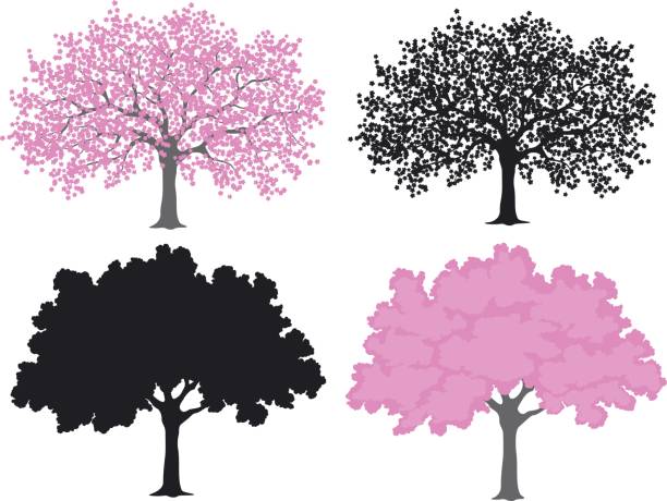 ilustraciones, imágenes clip art, dibujos animados e iconos de stock de sakura, árbol de flor de cerezo en color y siluetas - cherry blossom sakura cherry tree tree