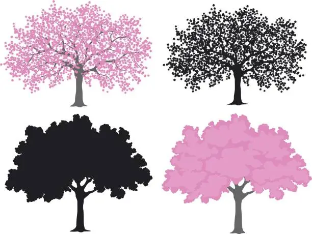Vector illustration of Sakura, cherry blossom tree in color and silhouettes
