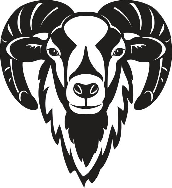 mufflon-schafe-kopf vektor-illustration - bighorn sheep stock-grafiken, -clipart, -cartoons und -symbole