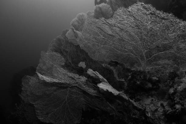 istock gorgonian coral in the red sea 831310340