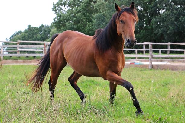 istock active Western horse on the paddock 831310460