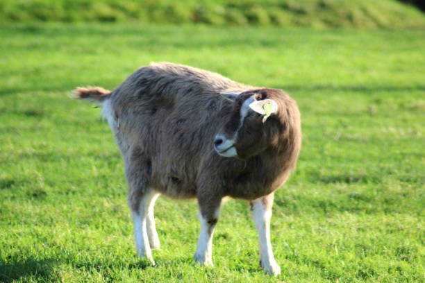 istock Toggenburg goat 831311282