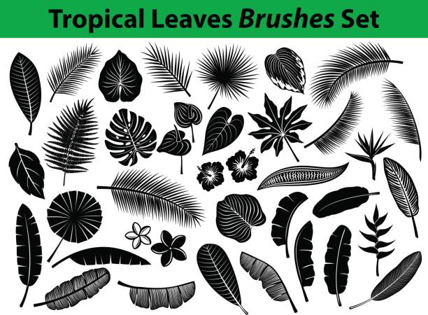 pical exotische blätter kollektion silhouette mit einigen blumen in schwarzer farbe - heliconia stock-grafiken, -clipart, -cartoons und -symbole