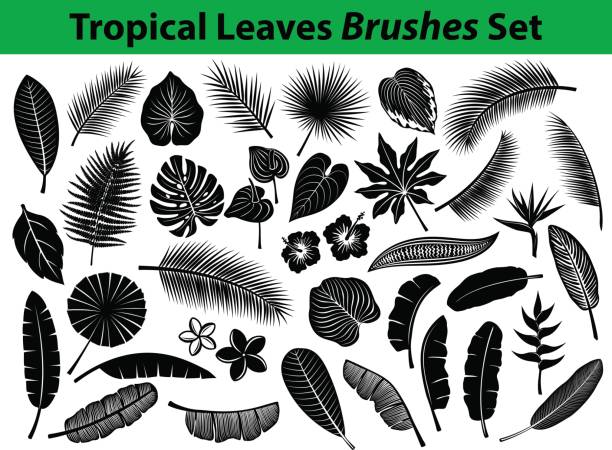 pical Exotic Leaves Silhouette Collection with some flowers in black color Tropical Exotic Leaves Silhouette Collection with some flowers in black color for your designs as Coconut, Fan, Banana Palm, Aralia, Alocasia, Monstera, Fern, Bird of Paradise, Plumeria, Heliconia, Hibiskus. All Leafs are included as BRUSHES in Library. zebra plant stock illustrations