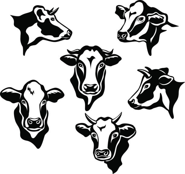 illustrations, cliparts, dessins animés et icônes de jeu de silhouettes de portraits de bovins vaches - vache