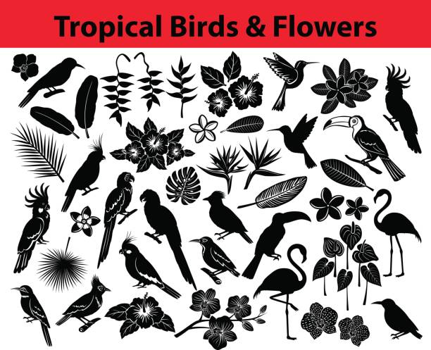 illustrazioni stock, clip art, cartoni animati e icone di tendenza di collezione di uccelli esotici tropicali, pappagalli, fiori e alcune foglie sagome di colore nero - gruccione