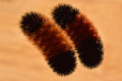 Woolly Bear Caterpillar Silhouette