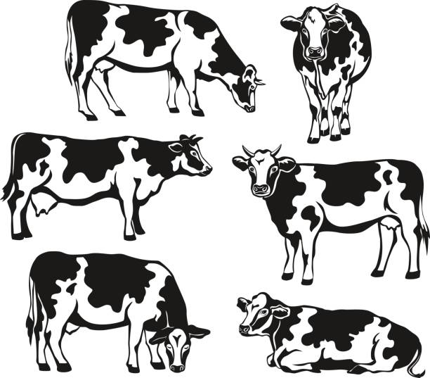 ilustraciones, imágenes clip art, dibujos animados e iconos de stock de conjunto de silueta de ganado holstein. frente, vista lateral, caminando, acostado, de pastoreo, comer, pie de vacas - dibujo-de-vaca