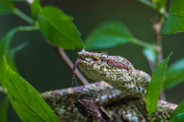 속눈썹 바이퍼, bothriechis schlegelii - eyelash viper 뉴스 사진 이미지