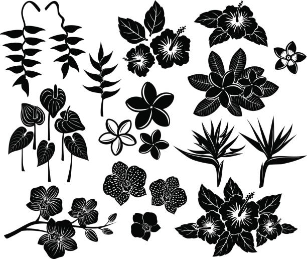 Tropical exotic flowers silhouette set Tropical exotic flowers silhouette set with frangipani, bird of paradise, strelitzia, anthurium, orchid, hibiscus, heliconia frangipani stock illustrations