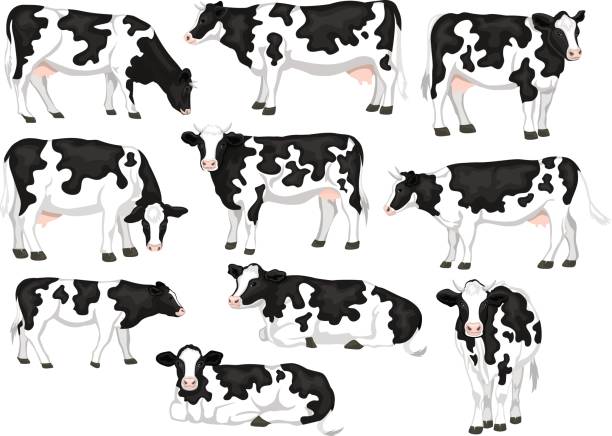 illustrations, cliparts, dessins animés et icônes de la valeur de holstein friesian noir et blanc manteau rapiécé race cattles. les vaches avant, vue de côté, à pied, couché, pâturage, manger, debout - vache