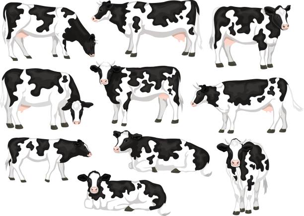 holstein friesian hitam dan putih ditambal mantel breed ternak set. sapi depan, tampilan samping, berjalan, berbaring, merumput, makan, berdiri - sapi perah sapi ilustrasi stok