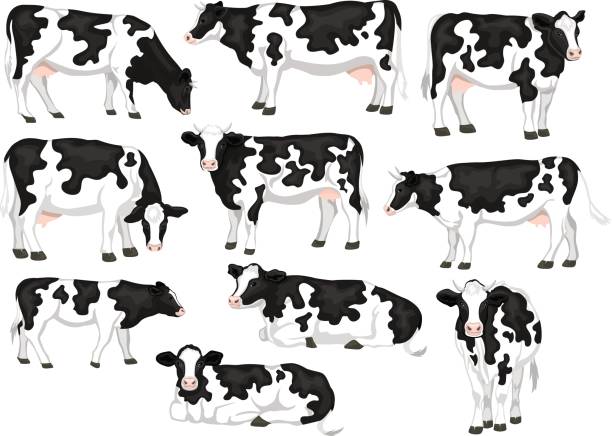 Holstein friesian black and white patched coat breed cattles set. Cows front, side view, walking, lying, grazing, eating, standing Holstein friesian black and white patched coat breed cattles set. Cows front, side view, walking, lying, grazing, eating, standing cattle illustrations stock illustrations