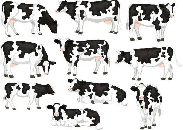 Vector illustration of Holstein friesian black and white patched coat breed cattles set. Cows front, side view, walking, lying, grazing, eating, standing
