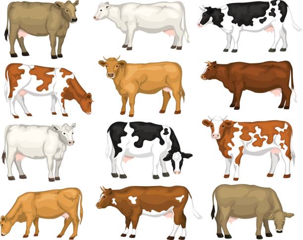 Rond en rond Wasserette Stevig Dairy Cattles Set Swiss Brown Ayrshire Holstein Milking White And Brown  Shorthorns Guernsey And Jersey Cows Collection Stock Illustration -  Download Image Now - iStock
