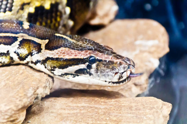 istock Snake head with put out tongue 831315146