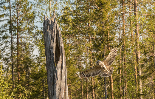 Ural owl, Strix uralensis flying towards his nest in an old tree trunk, Norrbotten, Sweden