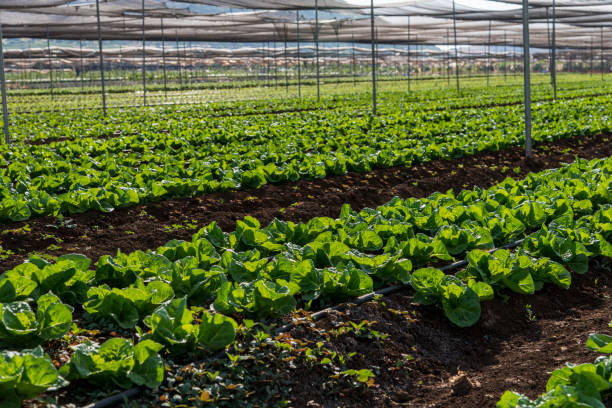 istock Lettuce crops in greenhouse 831318306