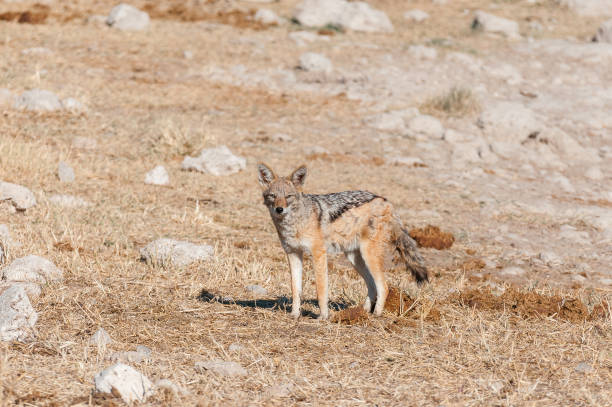 istock Black-backed jackal in elephant dung 831318790
