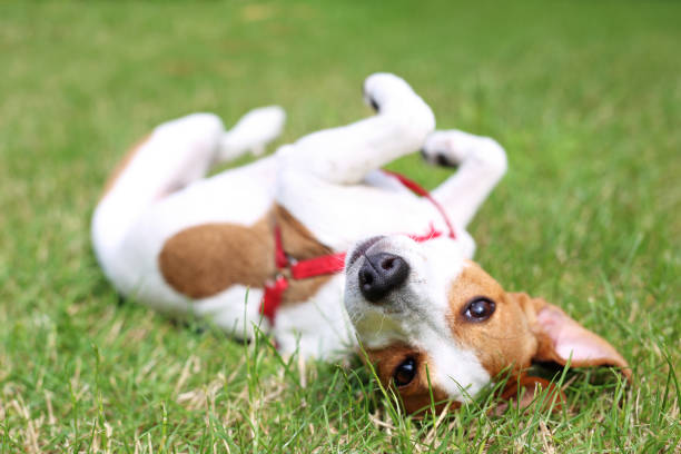 istock Puppy. Jack russell terrier playing on the grass. 831323110