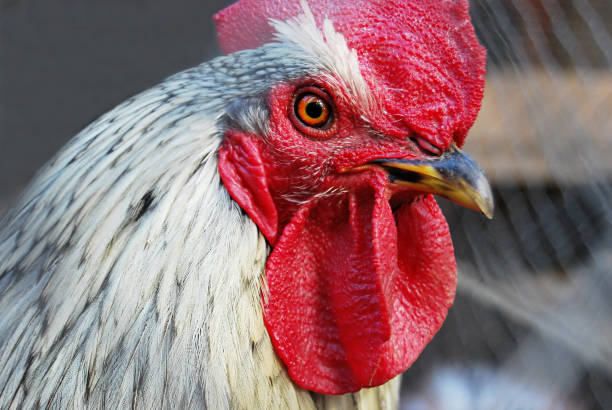 istock Portrait of a cock 831323420