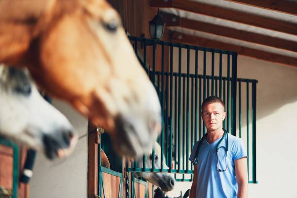 istock Veterinary medicine at the farm 831325716