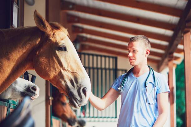 istock Veterinary medicine at the farm 831325776