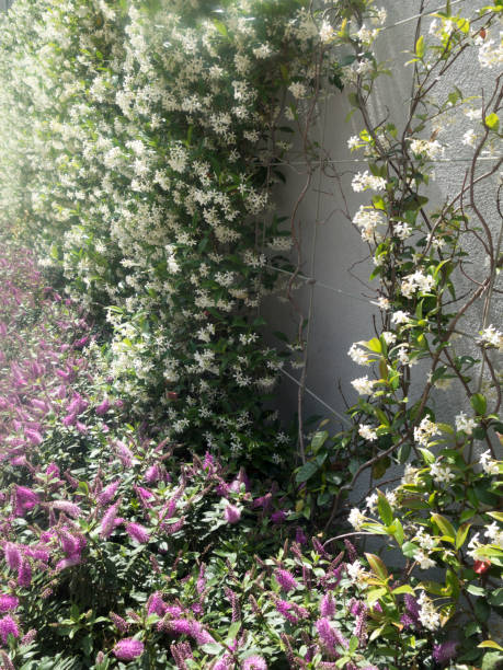 istock Green ivies plant on cement wall 831325870