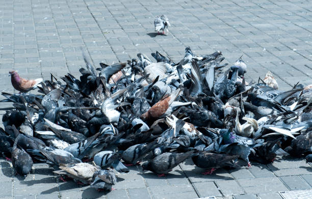 istock City Pigeons 831326000