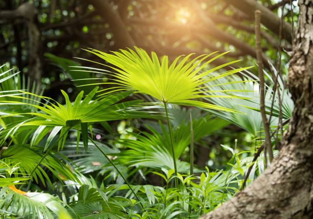 istock Borassus flabellifer,Sugar palm, Cambodian palm isolated on white background 831326590