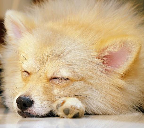 istock Cute Pomeranian dog is Sleeping 831327150