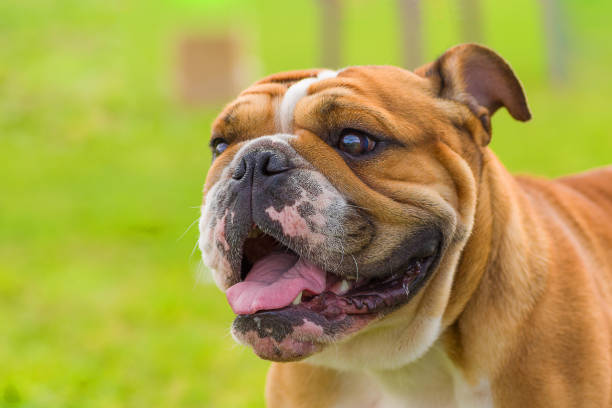 istock English Bulldog Close-up 831329520