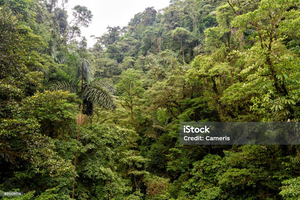 jungle jungle in central america Rainforest Stock Photo