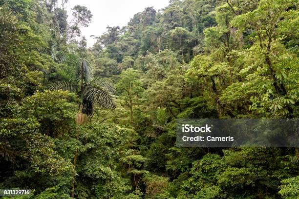 Jungle Stock Photo - Download Image Now - Rainforest, Guyana, Nicaragua