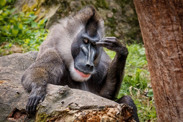 What I want to do ? Monkey looks like he is thinkg what about:  What I forget or What I want to do ? mandrill photos stock pictures, royalty-free photos & images