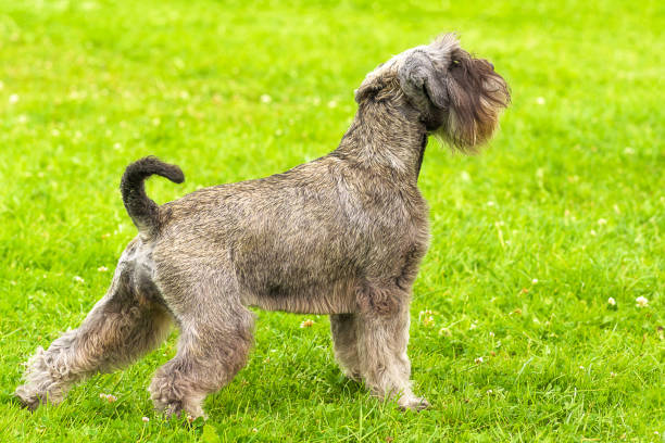 istock dog of terrier Close-up 831330494