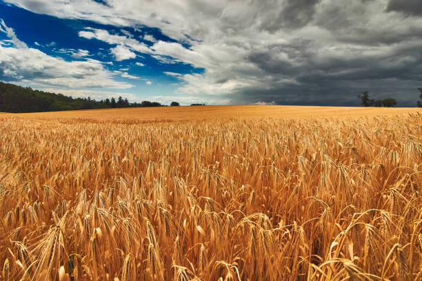 istock Wide angle close up of rye field 831332642
