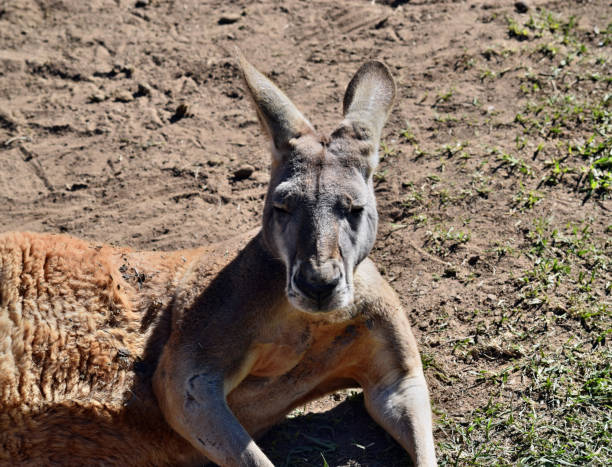 istock Wild two red love kangaroos 831333864