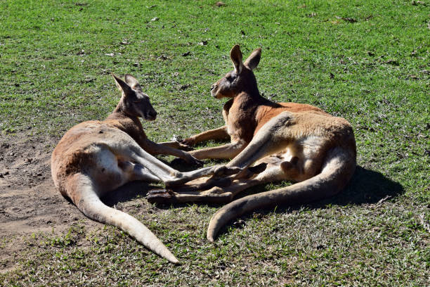 istock Wild two australian red kangaroos lying on the grass 831333938