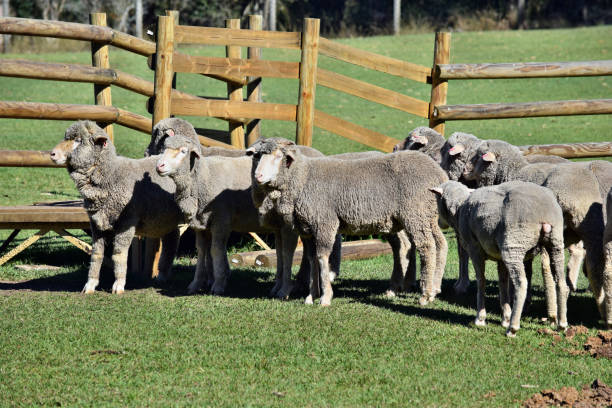 istock A herd of gray sheep 831334556