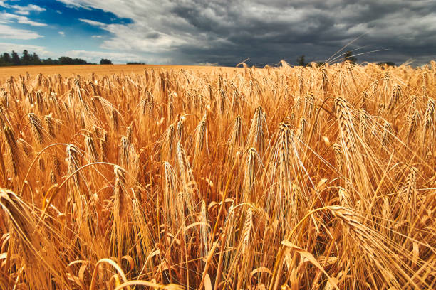 istock Wide angle close up of rye field 831341720