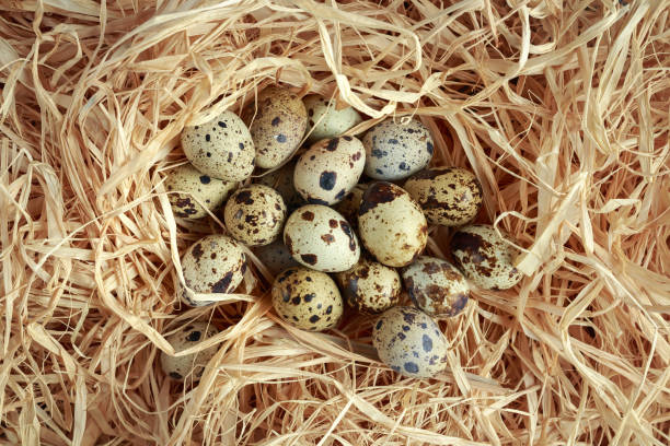 istock Fresh quail eggs in a straw nest 831348612