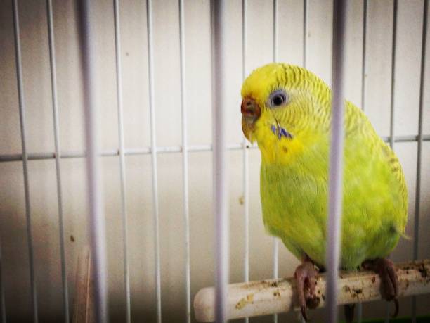 istock portugal bird 831348926