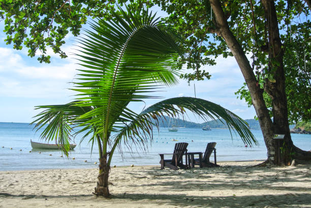 istock Tropical beach with palm tree and two chairs on sand 831348944