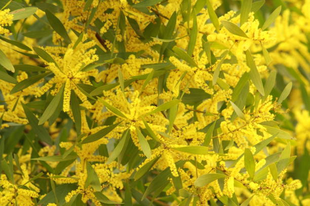 istock Australian yellow flowers 831349104