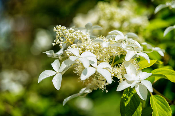 istock cluster of white white hydrangea against green blurred leaves 831349896