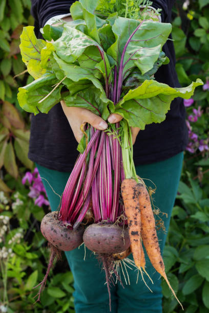istock harvest of vegetables 831353736